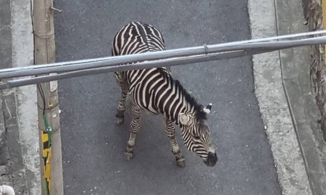 지난 2023년 서울어린이대공원을 탈출한 얼룩말 세로. 연합뉴스