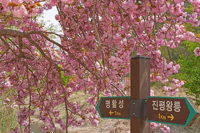 「なぜ今まで知らなかったの？」桜の後に咲き誇る、慶州600年の歴史が刻まれた絶景の花トンネル
