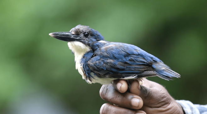 비스마르크 물총새 (사진 Search for Lost Birds/John Lamaris)