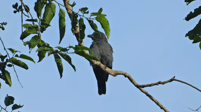 술루뻐꾸기때까치 (사진 Search for Lost Birds/Shareef Khaddafi Hairal)