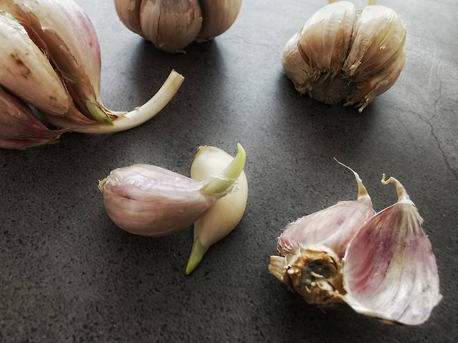 통마늘을 보관할 때 통풍이 잘 되면 싹의 발아를 늦출 수 있다. 사진=게티이미지뱅크