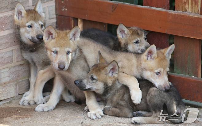 지난 2008년 러시아에서 들여온 늑대의 3세들. 수컷 2마리, 암컷 4마리다. 생후 1년이 돼 생일파티를 했다. 2020.6.3 ⓒ 뉴스1 김기태 기자