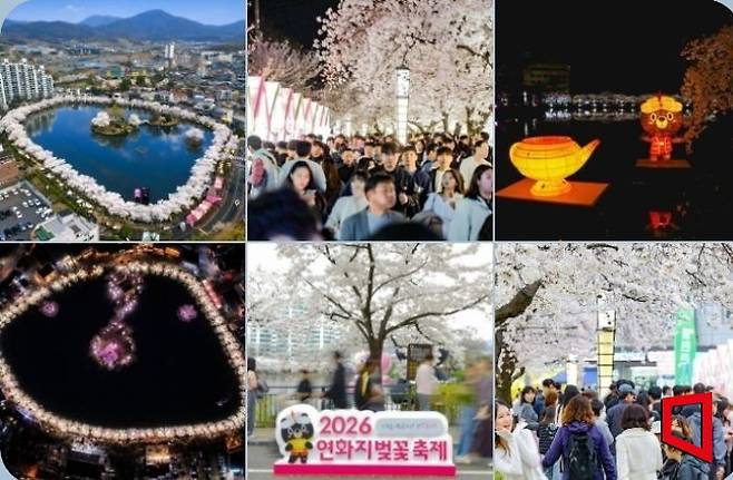 김천 「2026 연화지 벚꽃 축제」 사진/김이환 기자