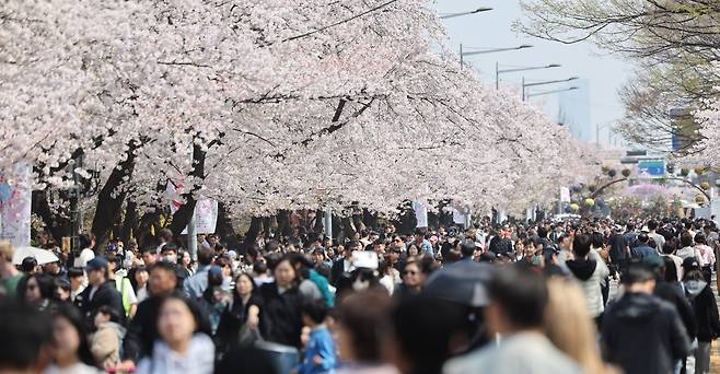 5일 오후 서울 영등포구 윤중로 여의도 봄꽃축제를 찾은 시민들이 벚꽃길을 걸으며 봄날씨를 만끽하고 있다. 2026.4.5 ⓒ 뉴스1 박지혜 기자