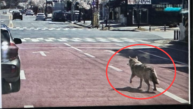 사거리를 배회하는 늑구로 알려진 사진. 사실은 인공지능(AI)으로 합성한 가짜로, 허위 제보가 잇따르며 수색에 혼선을 주고 있다. [온라인 커뮤니티 갈무리]