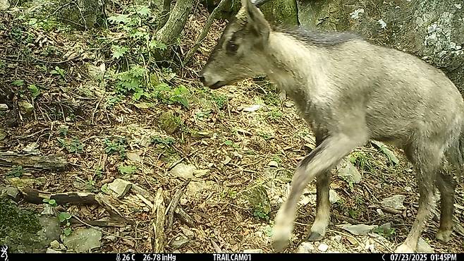 경북 주홀산에서 포착된 산양.[녹색연합 제공]