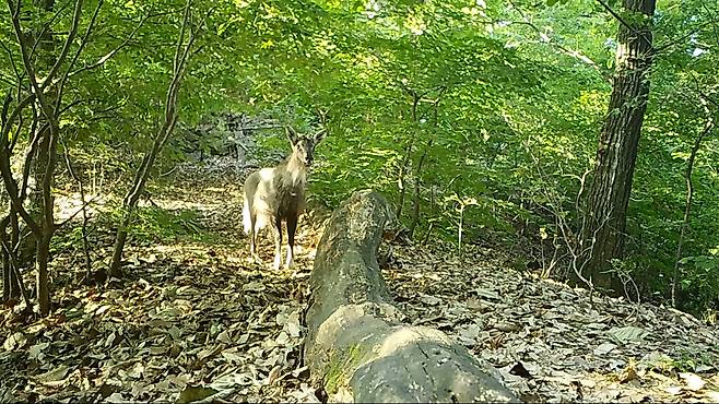 광릉숲에서 발견된 멸종위기 산양.[헤럴드DB]