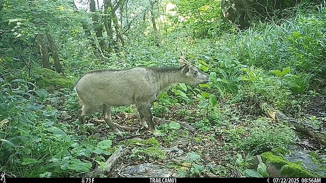 경북 주흘산에서 포착된 산양.[녹색연합 제공]