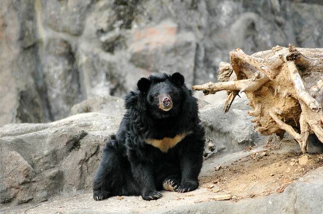 반달가슴곰. 게티이미지뱅크