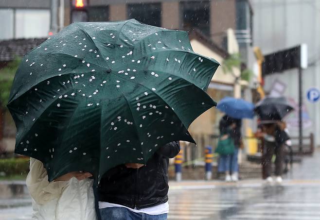 전국적으로 비가 내린 지난 9일 오후 부산 해운대해수욕장 인근에서 외국인 관광객이 든 우산에 강풍에 떨어진 벚꽃이 붙어 있다. 부산=뉴스1