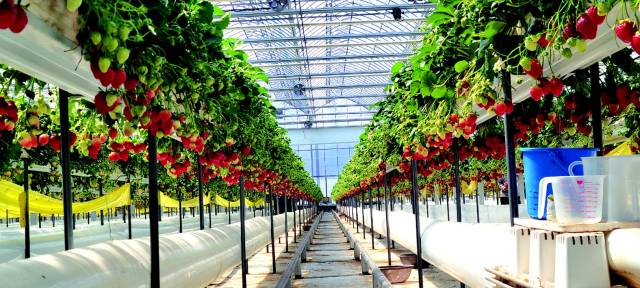 오하나딸기체험농장의 고설재배장에 주렁주렁 열린 딸기.