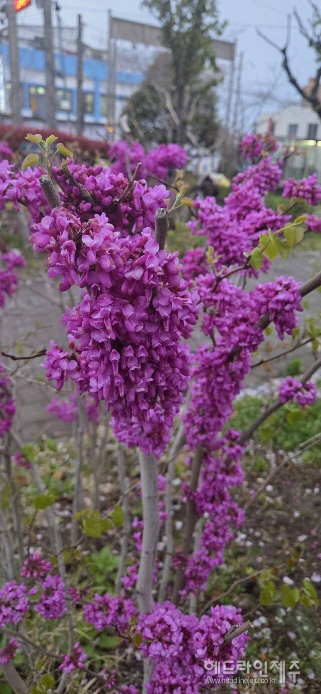 만개한 박태기나무 꽃. (사진=강철수)