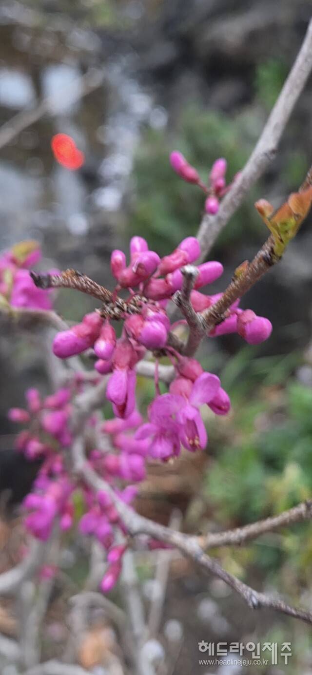 만개한 박태기나무 꽃. (사진=강철수)