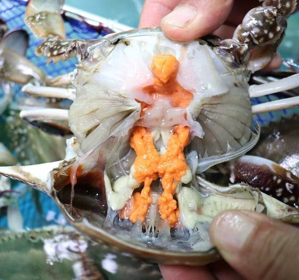 알이 꽉 찬 암꽃게. /수협 제공