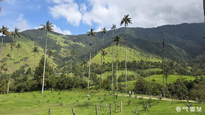 콜롬비아를 대표하는 나무인 왁스 야자가 장관을 이루는 코코라 밸리. 콜롬비아 최고액권인 10만 페소 지폐 뒷면에도 이 나무 그림이 있다.