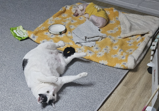 조모(30)씨의 반려동물인 고양이 점순이와 강아지 미오가 집에서 쉬고 있다. 고양이에게 치명적인 복막염을 앓았던 점순이는 건강해졌다. 조씨 제공