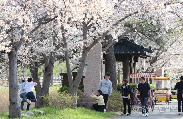 ▲ 11일 강릉 경포호수 일원에서 열린 경포 벚꽃 축제에 인파가 몰렸다. 전국에서 찾아온 봄나들이객들이 경포 벚꽃을 보며 막바지 벚꽃놀이를 즐기고 있다. 황선우 기자