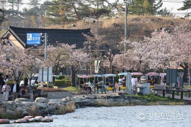 ▲ 11일 강릉 경포호수 일원에서 열린 경포 벚꽃 축제에 인파가 몰렸다. 전국에서 찾아온 봄나들이객들이 경포 벚꽃을 보며 막바지 벚꽃놀이를 즐기고 있다. 황선우 기자