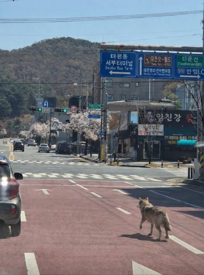 인공지는 조작 의혹이 제기된 ‘늑구’ 사진 [연합]