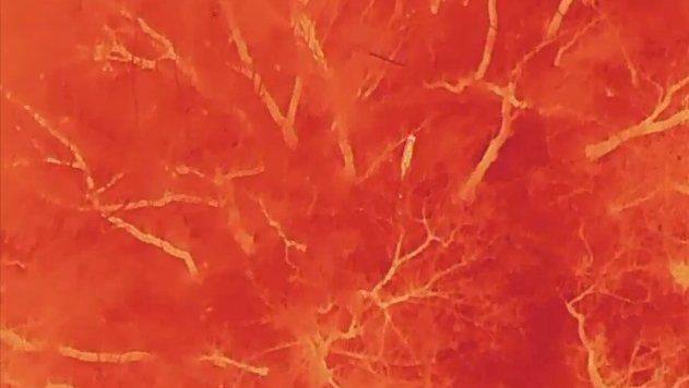 [대전=뉴시스]지난 9일 새벽 1시30분께 오월드 인근 야산에서 포착된 늑구. 4일째 행방이 묘연하다. (사진=대전시 제공) 2026. 04. 11 photo@newsis.com *재판매 및 DB 금지