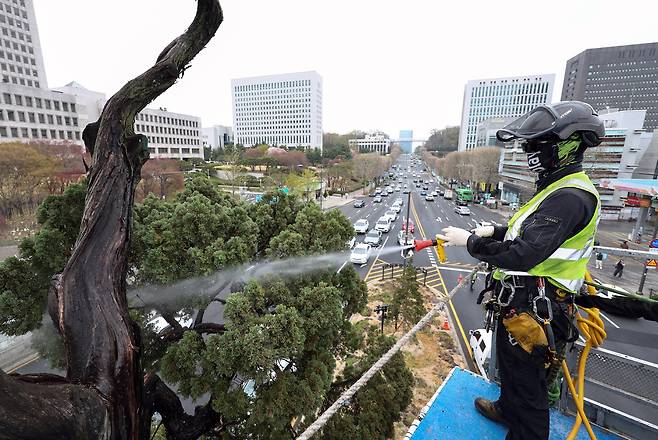 서초구 관계자들이 9일 서울 서초역사거리 중앙 녹지대에서 아시아 태평양 사법정의 허브 상징 '천년향' 물세척을 하고 있다. 천년향은 서울시에서 가장 오래 산 향나무로 서울시 보호수이자 서초구 '아태 사법정의 허브' 상징물이다. 최상수 기자