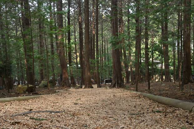 장흥 우드랜드 말레길 톱밥산책로. /최현배 기자