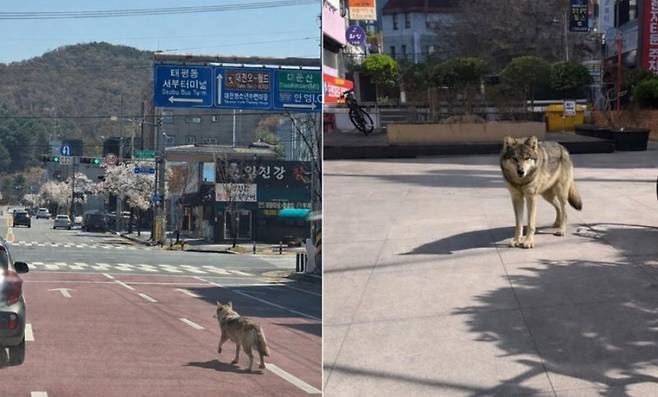 오월드 늑대 탈출 초기 소방당국에 제보된 사진(왼쪽)과 대전 서구 괴정동 일대에 늑대가 나타났다며 제공된 제보사진. 모두 합성 이미지로 추정된다. /사진=뉴스1