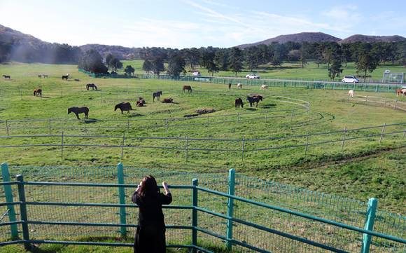 화창한 봄 날씨를 보인 11일 제주마(馬)들이 제주마방목지에서 풀을 뜯어 먹거나 쉬고 있다. 2026.4.11  [사진=연합뉴스]