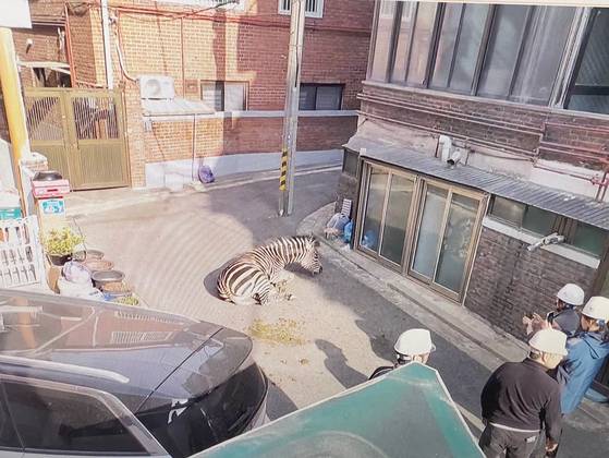 2023년 3월 서울 광진구 구의동 주택가에 서울 어린이대공원에서 탈출한 얼룩말 세로가 서 있다. 사진 독자