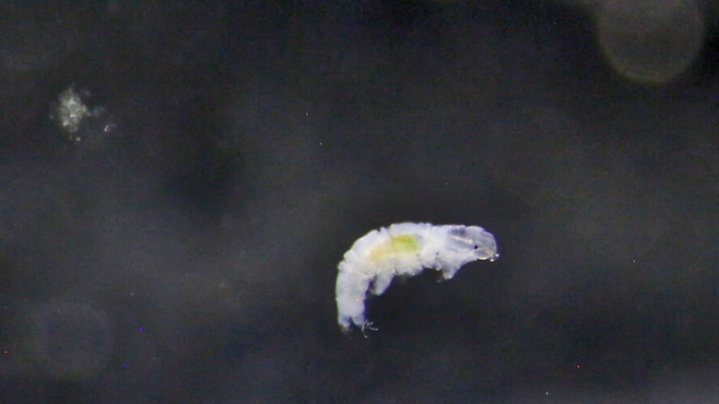 남극세종기지 인근에서 발견, 실험실에서 번식에 성공한 신종 완보동물 ‘닥틸로비오투스 오비뮤탄스(Dactylobiotus ovimutans) [극지연구소]