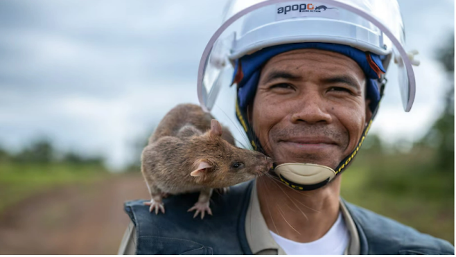 마가와와 조련사 모습. 아포포(APOPO) 제공