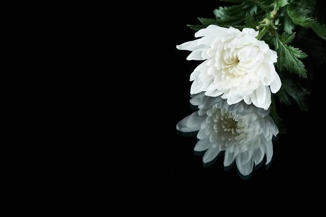 장례식 국화 자료 이미지. 아이클릭아트