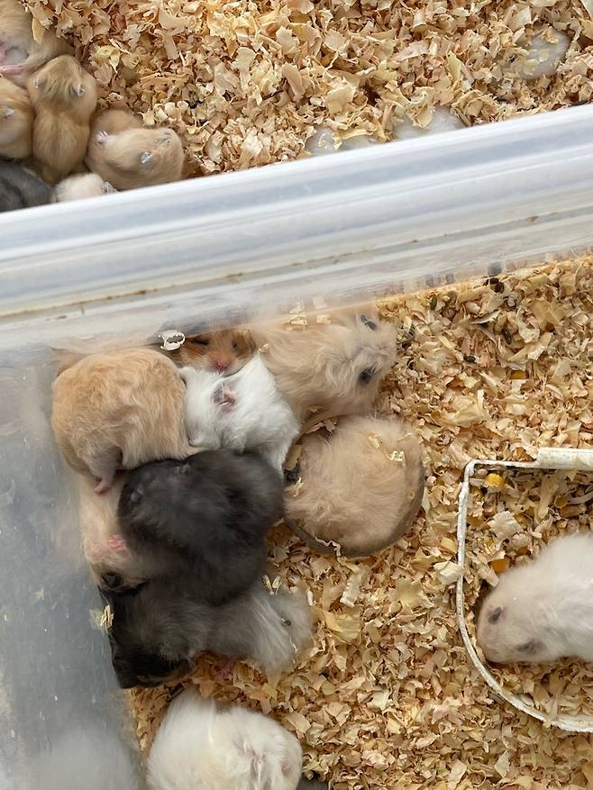 플라스틱 통에 담겨있는 햄스터들 [촬영 김세린]