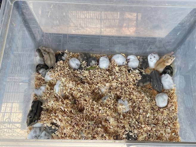 플라스틱 통에 담겨 주인을 기다리는 햄스터들 [촬영 김세린]