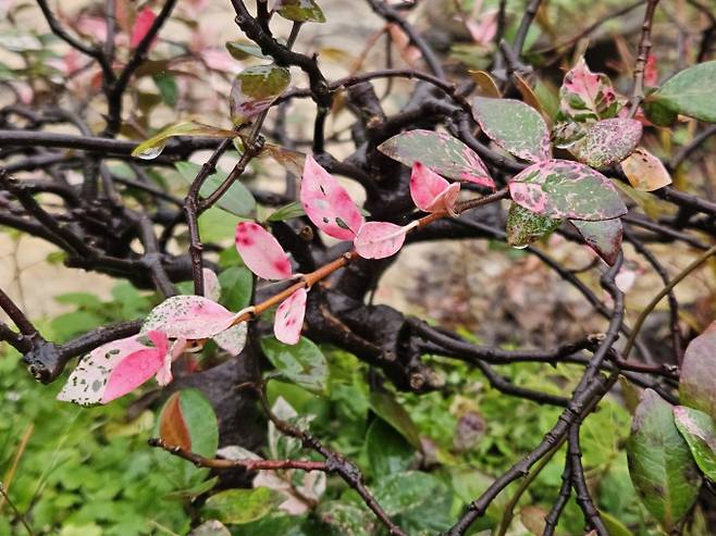 서해안 아침 짙은 안개…'때이른 더위' 낮 최고 27도[오늘날씨]=월요일인 오늘(13일) 날씨는 전국이 대체로 흐리고, 포근하겠다. 새벽부터 오전 사이 전남권과 전북 남부, 경남권, 제주도에 비가 내리다가 오후에 대부분 그치겠으나, 제주도는 밤까지 이어지는 곳이 있겠다. 이날 아침 최저 기온은 7~14도, 낮 최고 기온은 15~27도가 되겠다. ⓒbnt뉴스: 오늘날씨, 내일날씨, 주간날씨 예보&nbsp;