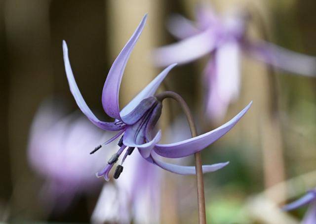 경남 남해군 금산의 나무숲 서늘한 그늘 아래 보랏빛 얼레지가 수줍게 피어나 기암괴석 사이 척박한 땅 위로 강인한 봄의 인사를 건네고 있다. 남해=왕태석 선임기자