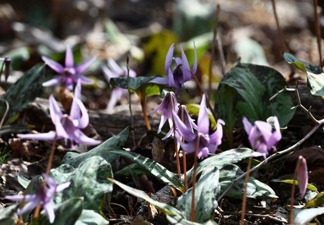 경남 남해군 금산의 나무숲 서늘한 그늘 아래 보랏빛 얼레지가 군락을 이뤄 피어있다.