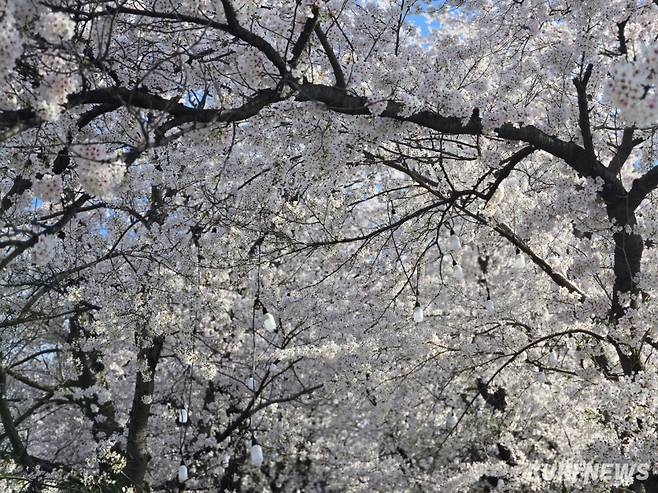 최근 강릉지역엔 경포·솔올·남산 등 3대 벚꽃축제가 열려 국내 62만여명의 관광객들이 다녀간데 이어 고양에서 열린 BTS콘서트의 영향으로 한류 관광지로 입소문 난 주문진 BTS 버스정류장을 찾는 외국인 관광객의 발걸음이 끊임없이 이어지는 등 국내외 관광객의 방문이 눈에 띄게 증가하고 있다. 노암동 남산벚꽃축제 모습. 전인수