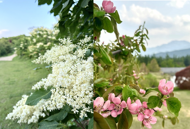 사유원에 핀 모과나무와 정향나무 꽃 사진 / 사진=사유원