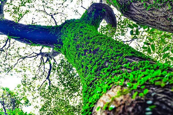 나무를 뒤덮은 콩짜개덩굴. 제주의 울창한 숲에서 볼 수 있다.