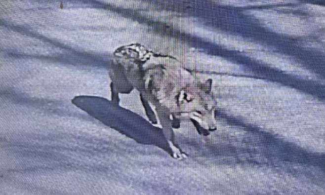 지난 8일 대전 오월드에서 탈출한 늑대 ‘늑구’ 사진=대전소방본부 제공.