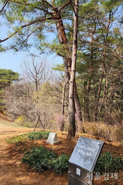 11일 오후 영월 장릉의 능침 인근 ‘정령송’ 소나무 아래에 사릉에서 옮겨 심은 들꽃들이 자라고 있다. 정령송은 앞서 1999년 역시 사릉에서 옮겨온 것이다. 최수문기자