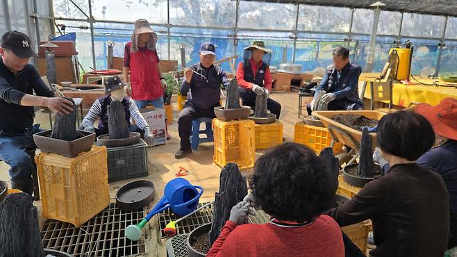 4월 13일 서산국화축제장에서 진행된 작품국화 재배기술 교육모습(사진=서산시 제공)