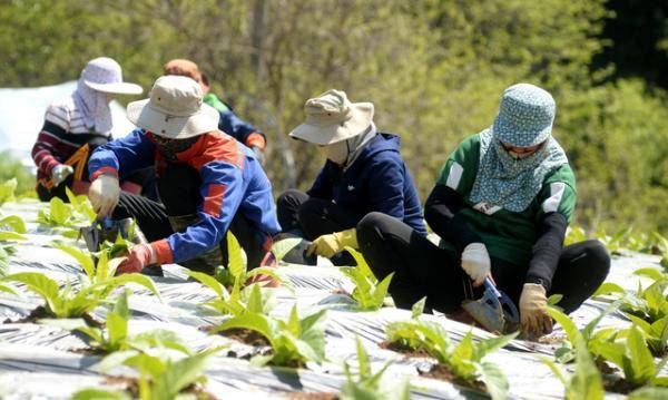 ◇화천군이 올해 외국인 계절근로자 527명을 지역 167개 농가에 배치하며 농촌 일손 부족 해소에 나선다. 2017년 외국인 계절근로자 제도 도입 이후 역대 최대 규모다.