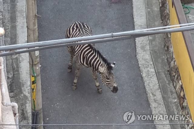서울 광진구 어린이대공원을 탈출해 무사히 돌아온 얼룩말