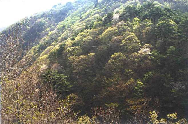 동소의 봄철 참나무림 풍경. 봄이면 피어오르는 연두색 새잎들의 색상은 유난히 순결한 느낌을 준다. 따라서 보는 이들로 하여금 심리 안정과 정서 순화에 크게 이바지한다.