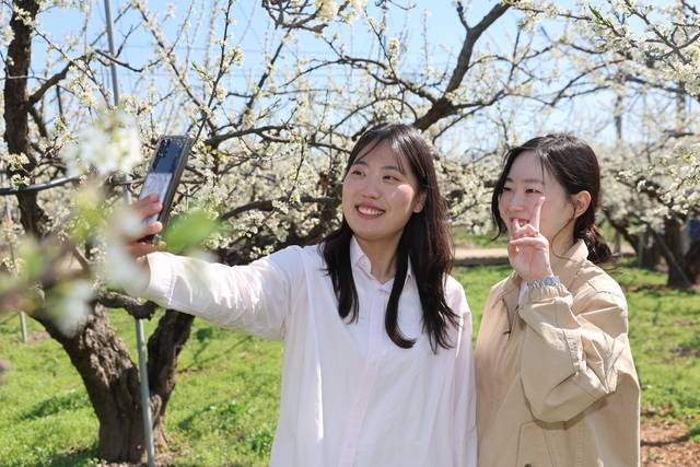 의성군의 자두꽃이 의성군의 새로운 관광상품으로 자리잡고 있다. 사진은 자두꽃이 만개한 봉양면의 한 과수원. 의성군 제공.