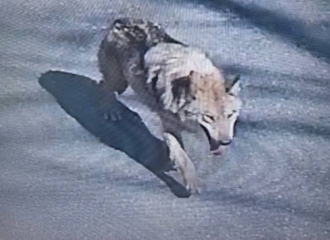 대전 오월드 탈출 늑대, 늑구 발견…포획 작전 중, 대전소방본부