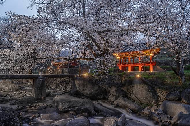 하늘에 남아있는 햇빛이 화사한 벚꽃과 계곡의 물길, 용원정에 설치한 조명색까지 모두 살아있게 한다./박상훈 기자
