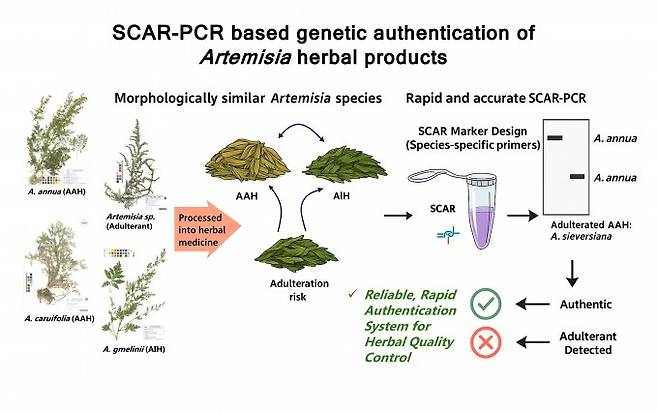쑥속 한약재 유전자 감별 기술의 원리. 생김새가 비슷한 쑥속 식물들은 건조·가공하면 육안으로 구별하기 어렵다(왼쪽). 연구팀이 개발한 유전자 표지를 이용하면 특정 종의 유전자만 골라 증폭해 진품 여부와 다른 종의 혼입을 빠르게 판별할 수 있다(오른쪽). 한의학연 제공